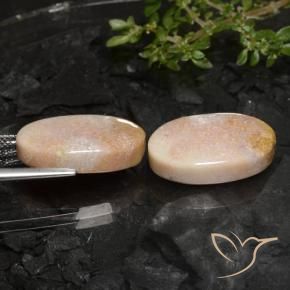 22.59 ct natürliche Mehrfarbig Korallen-Fossil-Edelsteine, Oval, Lichtundurchlässig