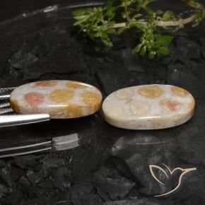 22.45 ct natürliche Mehrfarbig Korallen-Fossil-Edelsteine, Oval, Lichtundurchlässig