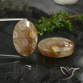 33.89 ct natürliche Mehrfarbig Korallen-Fossil-Edelsteine, Oval, Lichtundurchlässig