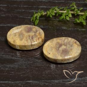 30.50 ct natürliche Mehrfarbig Korallen-Fossil-Edelsteine, Oval, Lichtundurchlässig