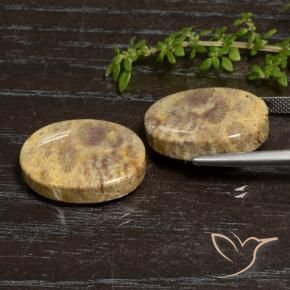 30.50 ct natürliche Mehrfarbig Korallen-Fossil-Edelsteine, Oval, Lichtundurchlässig