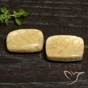 27.20 ct natürliche Mehrfarbig Korallen-Fossil-Edelsteine, Kissen, Lichtundurchlässig