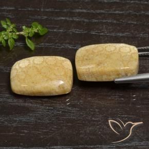 27.20 ct natürliche Mehrfarbig Korallen-Fossil-Edelsteine, Kissen, Lichtundurchlässig