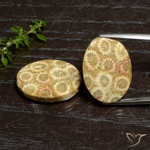 27.12ctw Natürlicher Mehrfarbig Korallen-Fossil, Oval, Lichtundurchlässig