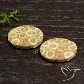 27.12 ct natürliche Mehrfarbig Korallen-Fossil-Edelsteine, Oval, Lichtundurchlässig