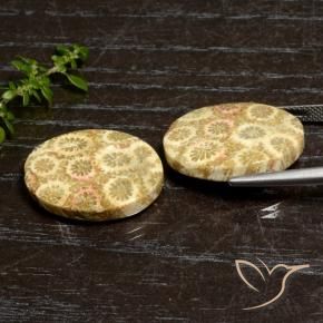 27.12 ct natürliche Mehrfarbig Korallen-Fossil-Edelsteine, Oval, Lichtundurchlässig