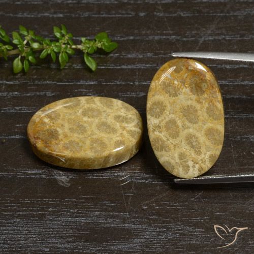 44.76ctw Natürlicher Mehrfarbig Korallen-Fossil, Oval, Lichtundurchlässig