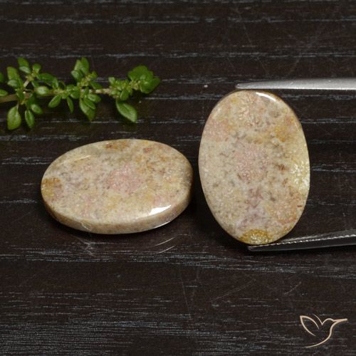 29.83ctw Natürlicher Mehrfarbig Korallen-Fossil, Oval, Lichtundurchlässig