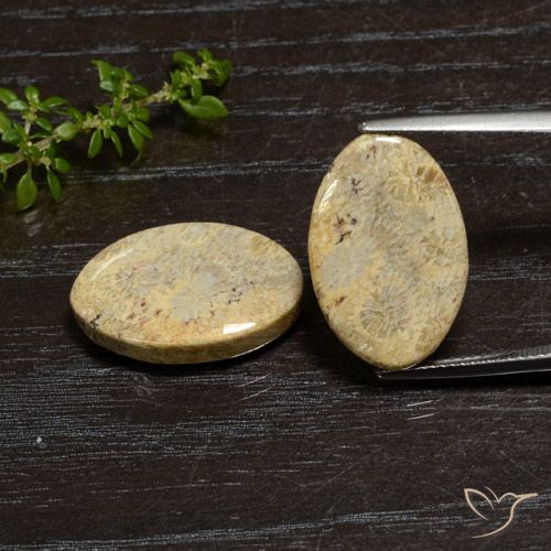 18.63ctw Natürlicher Mehrfarbig Korallen-Fossil, Oval, Lichtundurchlässig