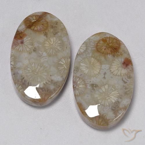 22.91ctw Natürlicher Mehrfarbig Korallen-Fossil, Oval, Lichtundurchlässig