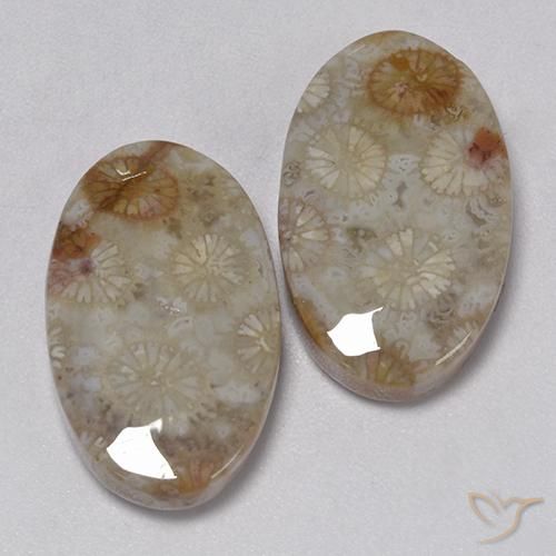 22.91 ct natürliche Mehrfarbig Korallen-Fossil-Edelsteine, Oval, Lichtundurchlässig