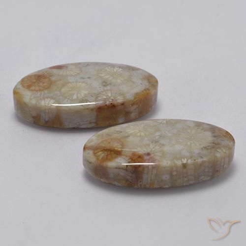 22.91 ct natürliche Mehrfarbig Korallen-Fossil-Edelsteine, Oval, Lichtundurchlässig