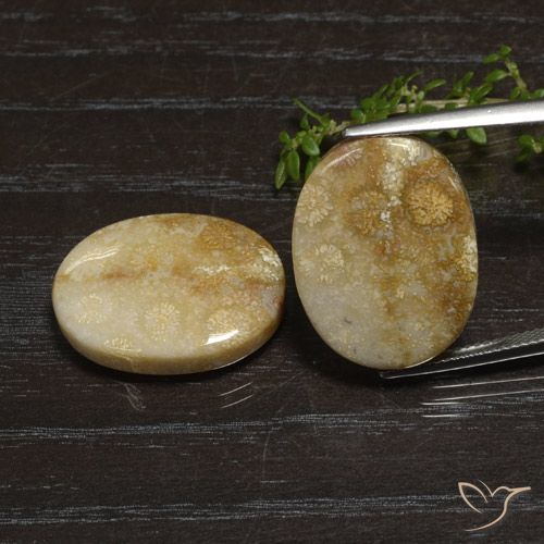 33.11ctw Natürlicher Mehrfarbig Korallen-Fossil, Oval, Lichtundurchlässig