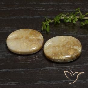 33.11 ct natürliche Mehrfarbig Korallen-Fossil-Edelsteine, Oval, Lichtundurchlässig
