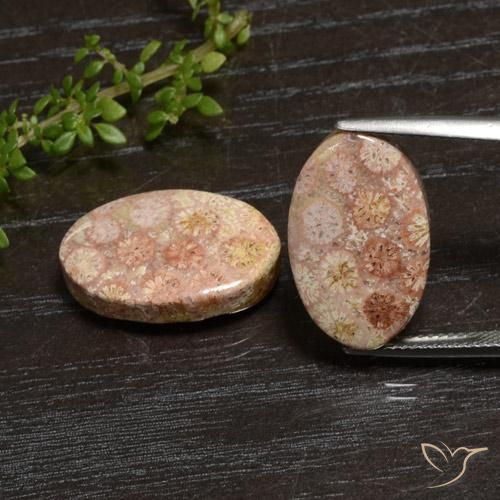 20.28ctw Natürlicher Mehrfarbig Korallen-Fossil, Oval, Lichtundurchlässig