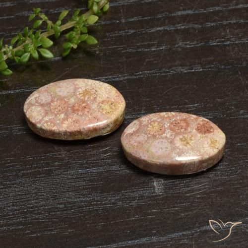 20.28 ct natürliche Mehrfarbig Korallen-Fossil-Edelsteine, Oval, Lichtundurchlässig
