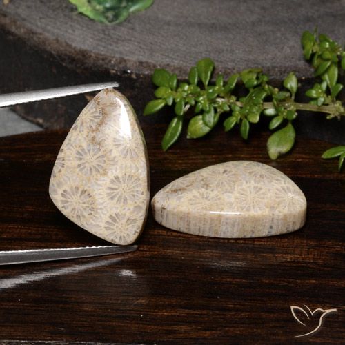 23.68ctw Natürlicher Mehrfarbig Korallen-Fossil, Fantasie, Lichtundurchlässig