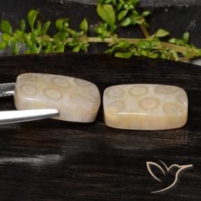 20.85 ct natürliche Mehrfarbig Korallen-Fossil-Edelsteine, Kissen, Lichtundurchlässig