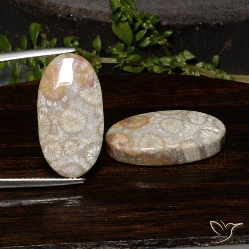 23.54ctw Natürlicher Mehrfarbig Korallen-Fossil, Oval, Lichtundurchlässig