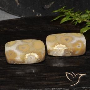 19.14 ct natürliche Mehrfarbig Korallen-Fossil-Edelsteine, Kissen, Lichtundurchlässig
