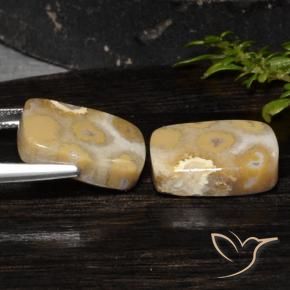 19.14 ct natürliche Mehrfarbig Korallen-Fossil-Edelsteine, Kissen, Lichtundurchlässig