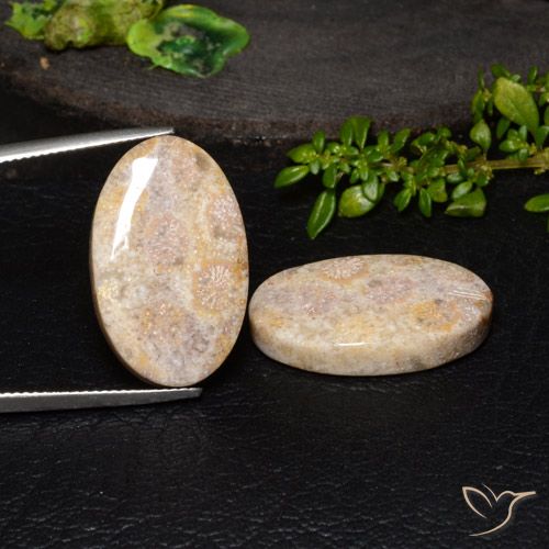 34.13ctw Natürlicher Mehrfarbig Korallen-Fossil, Oval, Lichtundurchlässig