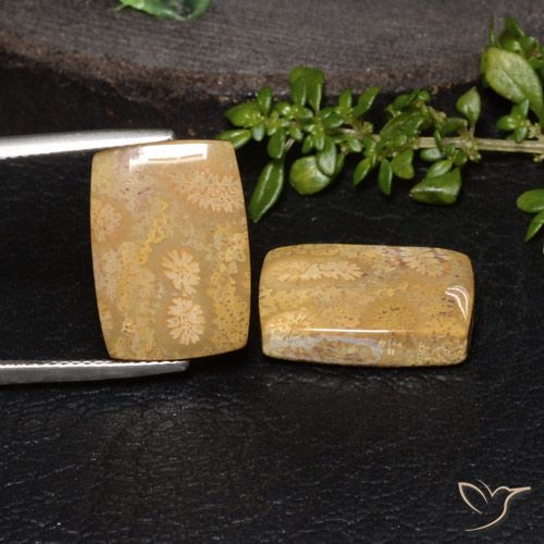 18.85ctw Natürlicher Mehrfarbig Korallen-Fossil, Kissen, Lichtundurchlässig