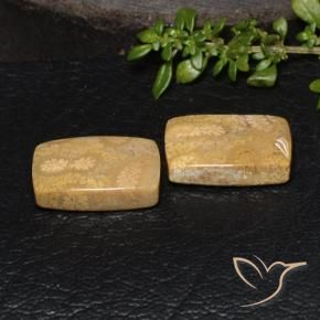 18.85 ct natürliche Mehrfarbig Korallen-Fossil-Edelsteine, Kissen, Lichtundurchlässig