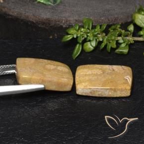 18.85 ct natürliche Mehrfarbig Korallen-Fossil-Edelsteine, Kissen, Lichtundurchlässig