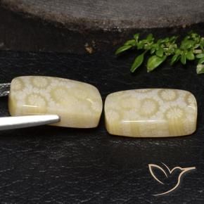 24.67 ct natürliche Mehrfarbig Korallen-Fossil-Edelsteine, Kissen, Lichtundurchlässig