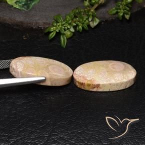 27.64 ct natürliche Mehrfarbig Korallen-Fossil-Edelsteine, Oval, Lichtundurchlässig