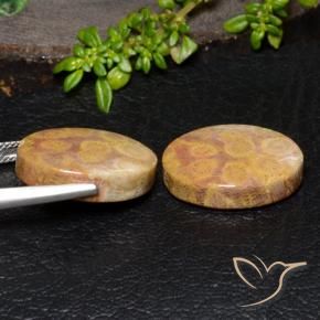 28.88 ct natürliche Mehrfarbig Korallen-Fossil-Edelsteine, Oval, Lichtundurchlässig