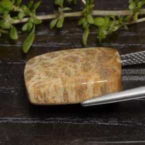 9,17 ctw natürlicher Mehrfarbig Korallen-Fossil, Kissenschliff, Lichtundurchlässig