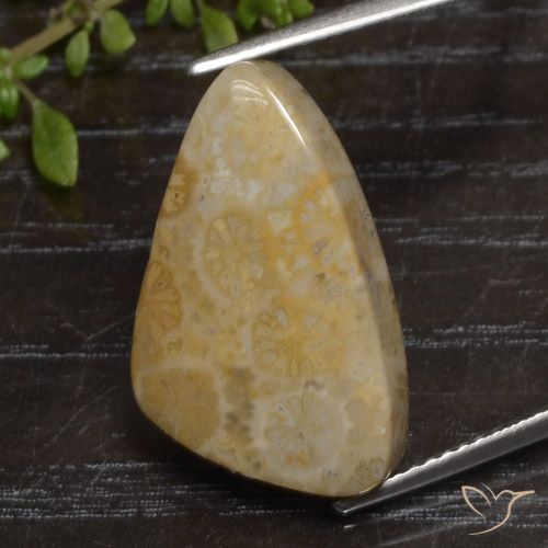 12.04ct Natürlicher Mehrfarbig Korallen-Fossil, Fantasie, Lichtundurchlässig