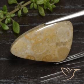9,17 ctw natürlicher Mehrfarbig Korallen-Fossil, Fantasie, Lichtundurchlässig