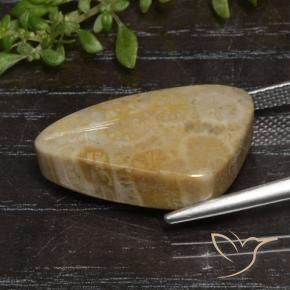 9,17 ctw natürlicher Mehrfarbig Korallen-Fossil, Fantasie, Lichtundurchlässig