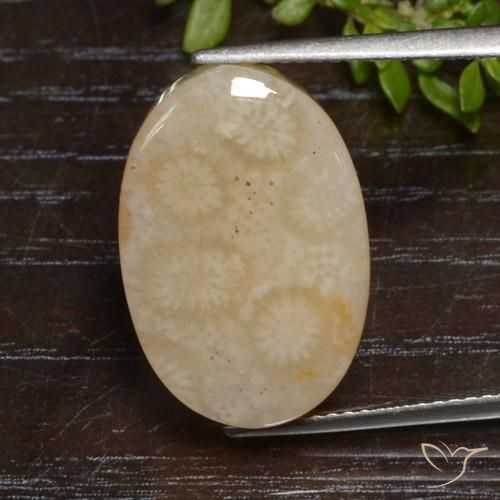 12.95ct Natürlicher Mehrfarbig Korallen-Fossil, Oval, Lichtundurchlässig