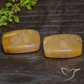 29.95 ct natürliche Mehrfarbig Korallen-Fossil-Edelsteine, Kissen, Lichtdurchlässig
