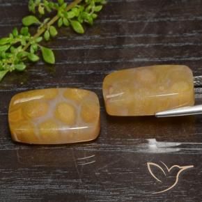29.95 ct natürliche Mehrfarbig Korallen-Fossil-Edelsteine, Kissen, Lichtdurchlässig