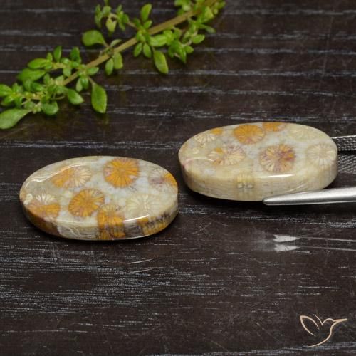 24.15 ct natürliche Mehrfarbig Korallen-Fossil-Edelsteine, Oval, Lichtundurchlässig