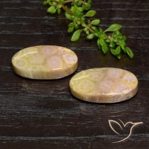 23.84 ct natürliche Mehrfarbig Korallen-Fossil-Edelsteine, Oval, Lichtundurchlässig