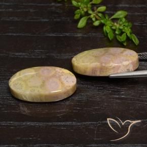 23.84 ct natürliche Mehrfarbig Korallen-Fossil-Edelsteine, Oval, Lichtundurchlässig