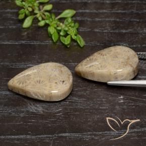 20.16 ct natürliche Mehrfarbig Korallen-Fossil-Edelsteine, Birnenform, Lichtundurchlässig