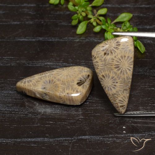 18.46ctw Natürlicher Mehrfarbig Korallen-Fossil, Fantasie, Lichtundurchlässig