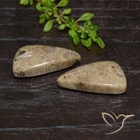 18.46 ct natürliche Mehrfarbig Korallen-Fossil-Edelsteine, Fantasie, Lichtundurchlässig