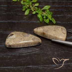 18.46 ct natürliche Mehrfarbig Korallen-Fossil-Edelsteine, Fantasie, Lichtundurchlässig