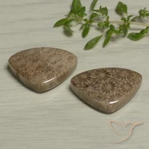 24.60 ct natürliche Mehrfarbig Korallen-Fossil-Edelsteine, Trillion, Lichtundurchlässig