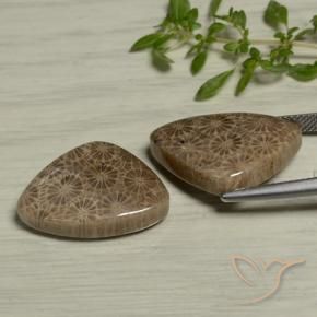 24.60 ct natürliche Mehrfarbig Korallen-Fossil-Edelsteine, Trillion, Lichtundurchlässig