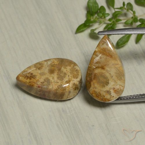 19.54ctw Natürlicher Mehrfarbig Korallen-Fossil, Birnenform, Lichtundurchlässig