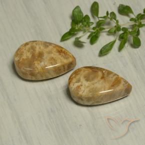 19.54 ct natürliche Mehrfarbig Korallen-Fossil-Edelsteine, Birnenform, Lichtundurchlässig
